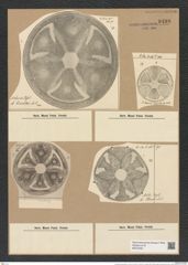 Actinoptychus greundleri A. Schm. (de-Toni-Nr.: Genus 227, Species 5610) Zeichnungen Sammlung Grunow Nr. 9499 (NHMW-BOT-W0379481)